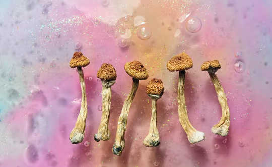 treating depression with mushrooms 5 20