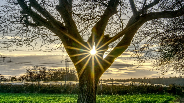 a wide tree with the sun peeking through a space in the branches