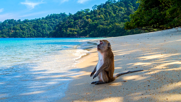 monkey sitting on a beach