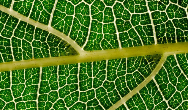 a leaf with the veins clearly seen
