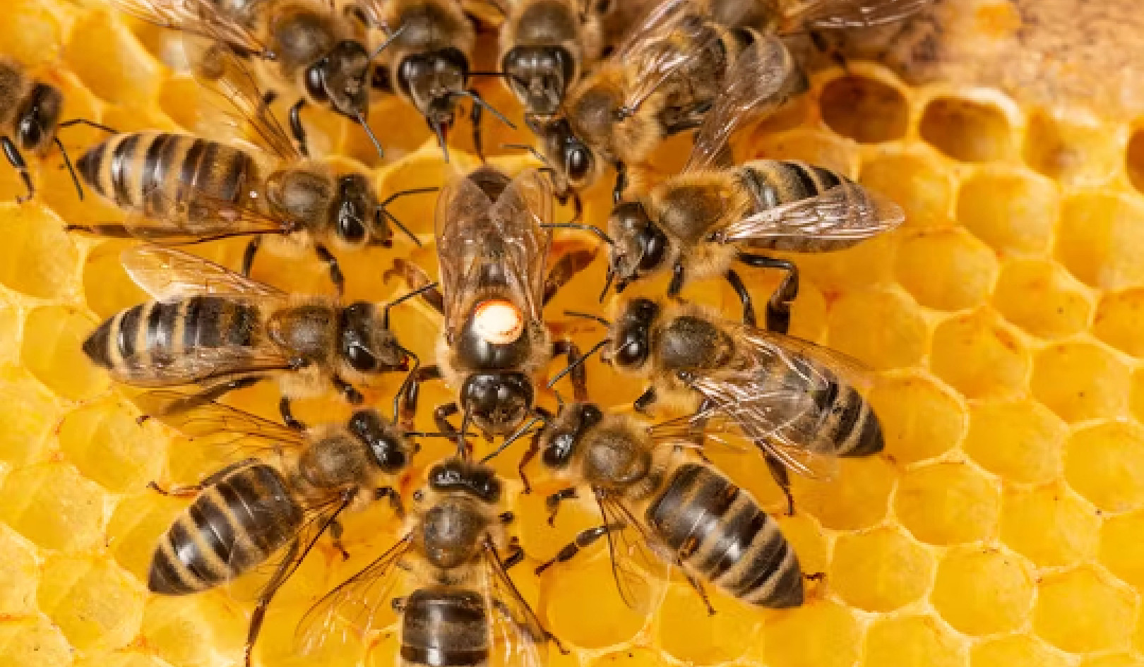 Why Bees Are Astonishingly Good At Making Decisions