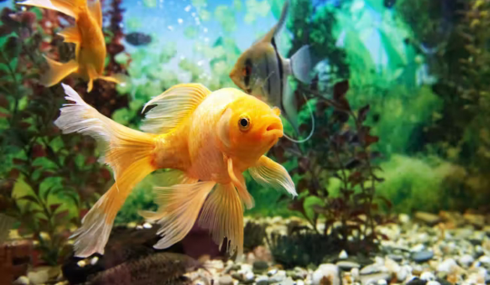 Are the Fish in Your Aquarium Happy? Here's How You Can Tell