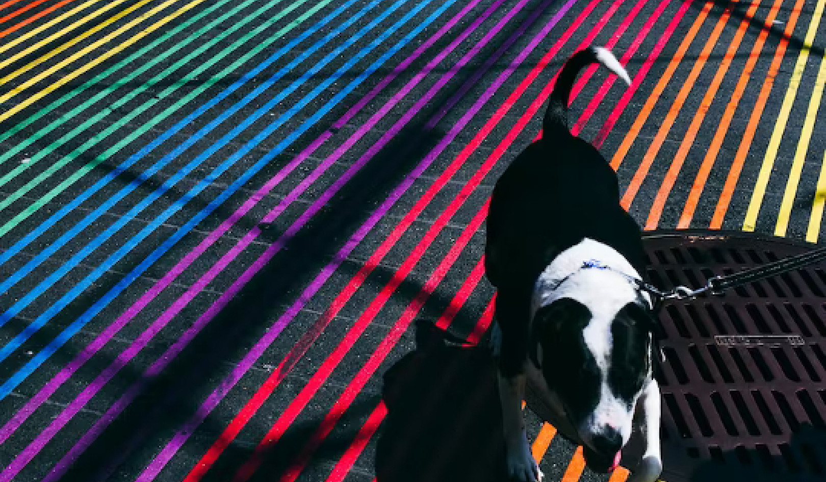 Can Dogs Really See Colors?