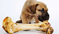 Should You Feed Your Pet Raw Meat? The Real Risks Of A 'traditional' Dog Diet